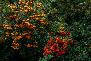 Pyracantha shrubs with vibrant orange and red berries in natural garden. Firethorn plant displaying bold seasonal colors and lush greenery.