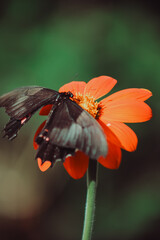 butterfly on flower