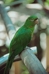 papagaio verde