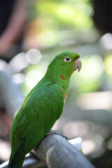 papagaio verde