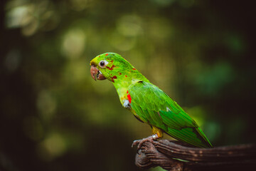 green parrot on a branch