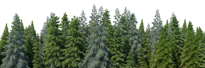 3d rendering of the dense pine forest on white background. Wide seamless nature panorama landscape 3d render