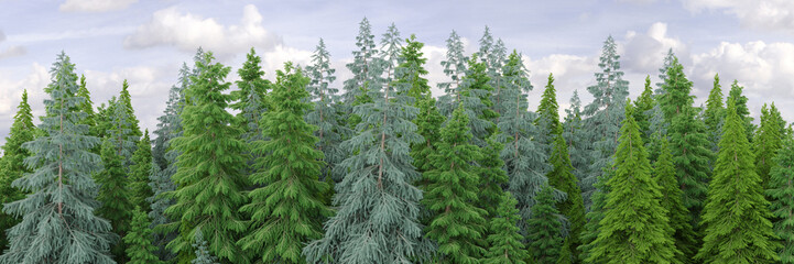 3d rendering of the dense pine forest background. Wide seamless nature panorama landscape