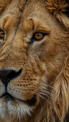 Close-up of a lion’s head.
