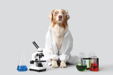 Cute Australian Shepherd dog in lab coat with microscope and chemical flasks on light background