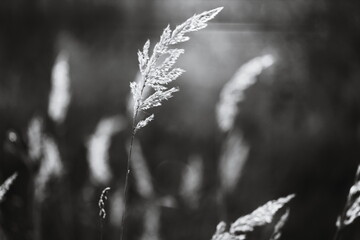 A serene black and white image of natural grass.