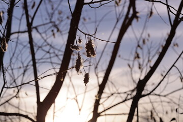 A tree with sunlight shining through its branches.