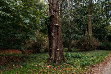 Tree fungus on bark in a forest. Highlighting fungi and tree symbiosis, forest ecosystems, and natural interdependence in ecological cycles.