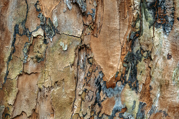 Detailed close-up of tree bark with peeling layers and organic textures. Highlights natural patterns, biomimicry, and sustainable materials for design inspiration.