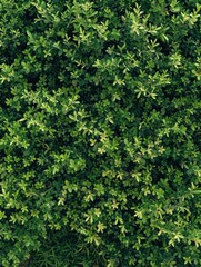 Bright green leafy bushes, trimmed and arranged in neat rows for aesthetic landscaping.