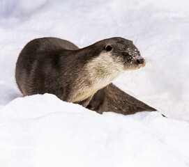 European river otter on the snow-dusted ice of the river.