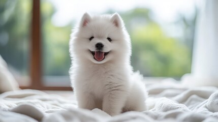 A cheerful samoyed puppy smiles while sitting on a soft bed in a sunlit room