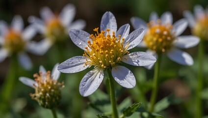 Fototapeta premium Close-up of endangered wild Chess flower in nature.