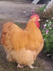 chicken