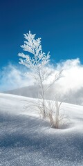  A snow-covered plant stands alone in a snowfield under a blue sky with cloudy backdrop