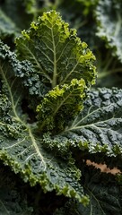 Close-up of kale.
