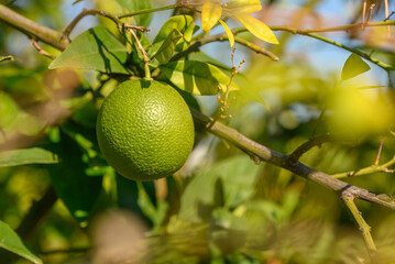 Vibrant green lime hanging from a sunlit branch in an orchard during a warm afternoon