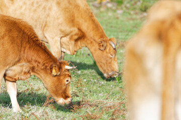 gros plan sur une vache broutant de l'herbe