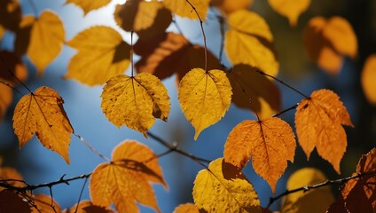 Fototapeta premium Close-up of orange autumn leaves in a sunlit park.