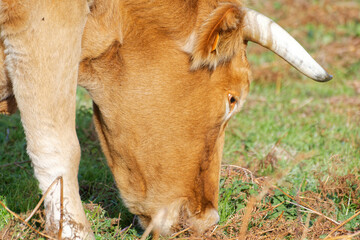 gros plan sur une vache broutant de l'herbe