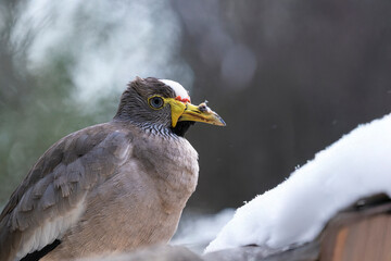 photograph of an african senegal plover bird in its natural habitat