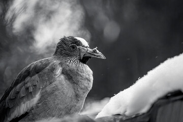 photograph of an african senegal plover bird in its natural habitat