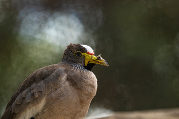 photograph of an african senegal plover bird in its natural habitat
