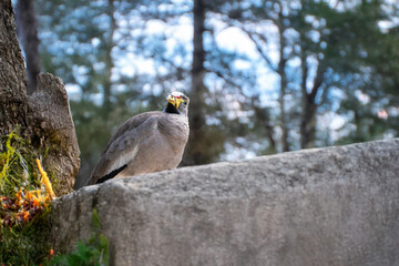 photograph of an african senegal plover bird in its natural habitat