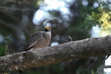 photograph of an african senegal plover bird in its natural habitat