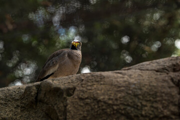 photograph of an african senegal plover bird in its natural habitat