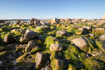 Low view of a beach with rocks. calm sea, moss and algae on the stones.