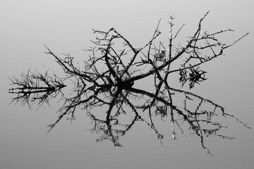 A leafless tree branch sticking out of the water and being reflected in the water.  B&W image