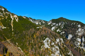 Alpine landscape with larch trees and mugo pine bellow Veliki Zvoh and Koren pasture in Gorenjska, Slovenia