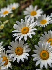 Close-up of white daisies blooming in lush greenery.