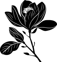 Obraz premium Stylized Black and White Magnolia Illustration