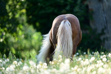 Ponytraum. Goldenes Pferd inmitten von Pusteblumen