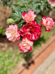 Fototapeta premium Casa das Rosas Historic Cultural Gem in São Paulo 