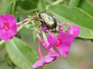 Kwietnica różówka (Protaetia cuprea) na kwiatach w ogrodzie