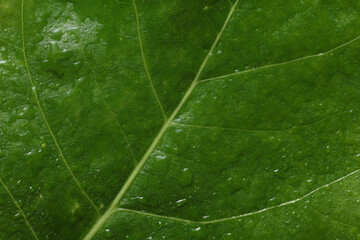 Green tree leaf in drops of water or rain