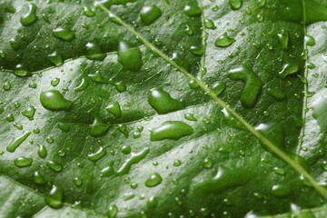 Green tree leaf in drops of water or rain