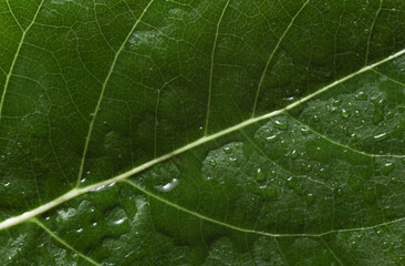 Green tree leaf in drops of water or rain