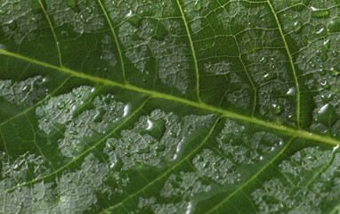 Green tree leaf in drops of water or rain