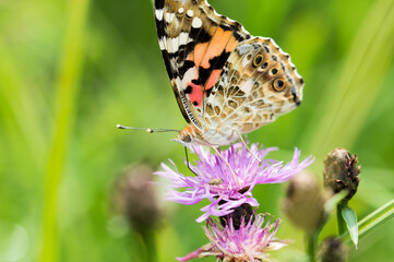 Close-up of a colorful butterfly feeding on a flower