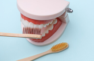 Model of human jaw with teeth being cleaned with a toothbrush. Oral care, visit to the dentist