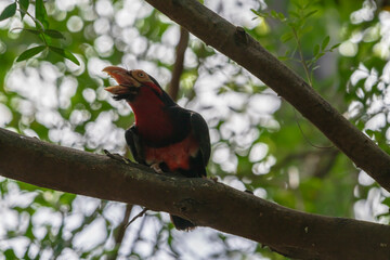 photograph of an African red-breasted bearded bird in its natural habitat