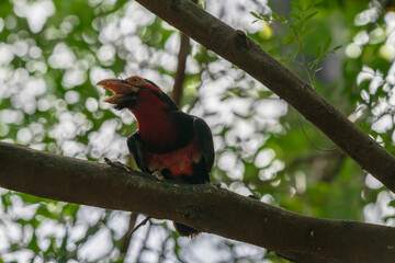 photograph of an African red-breasted bearded bird in its natural habitat