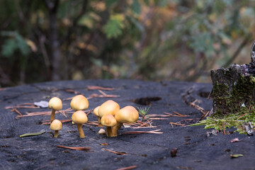 A group of orange mushrooms growing on a cup trunk in autumn.