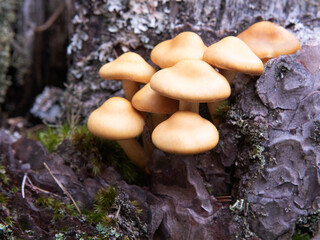 Clump of mushrooms on the trunk