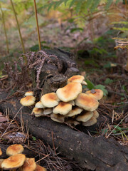 Mushroom clump on a trunk in autumn