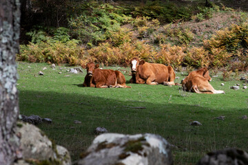 three cows in the green meadow